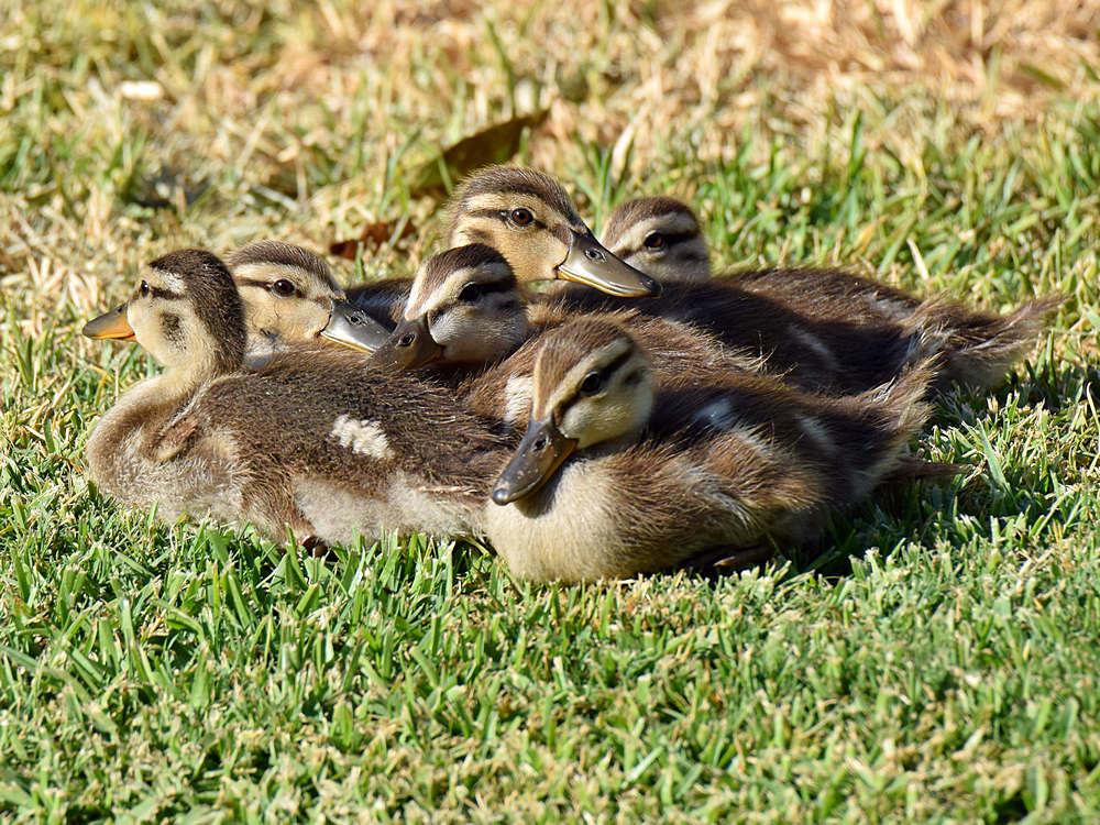 Ducklings.jpg