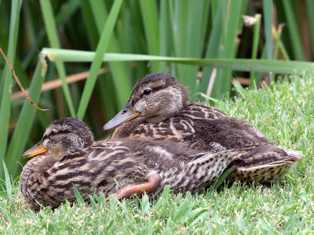 Ducklings.jpg