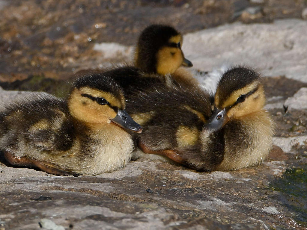 Ducklings.jpg