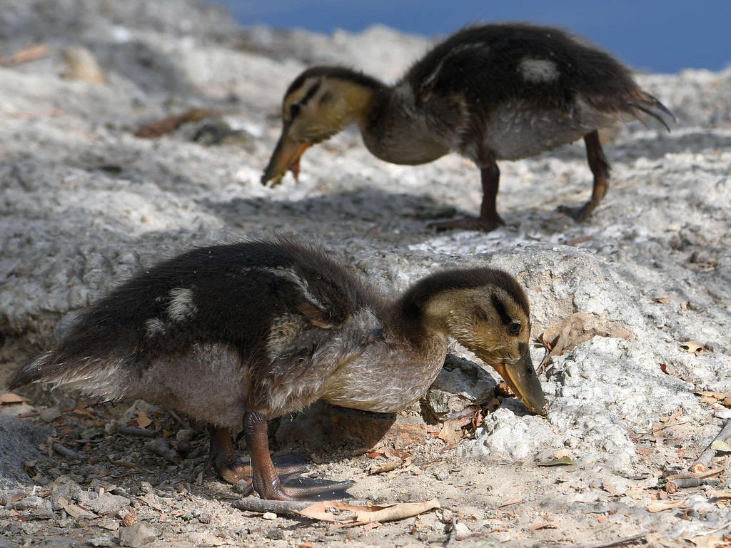 Ducklings.jpg