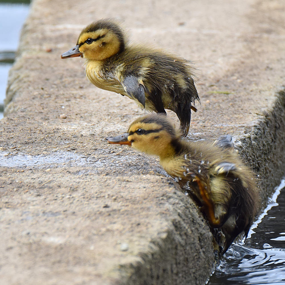 Ducklings2.jpg