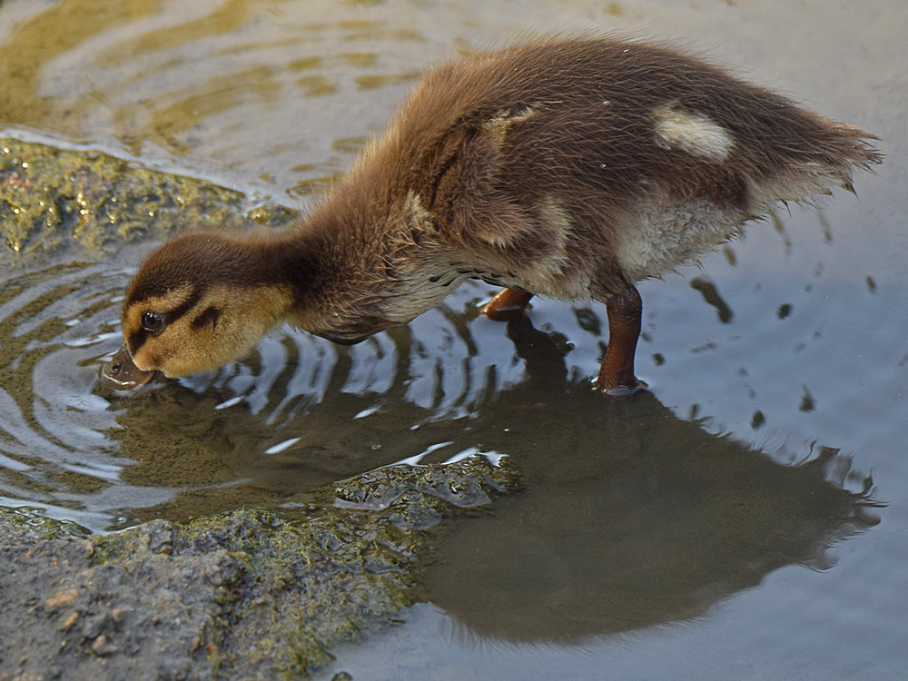 Ducklings2.jpg