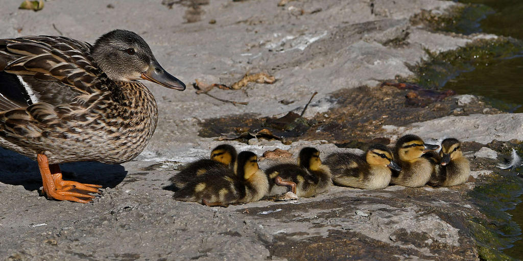 Ducklings2.jpg