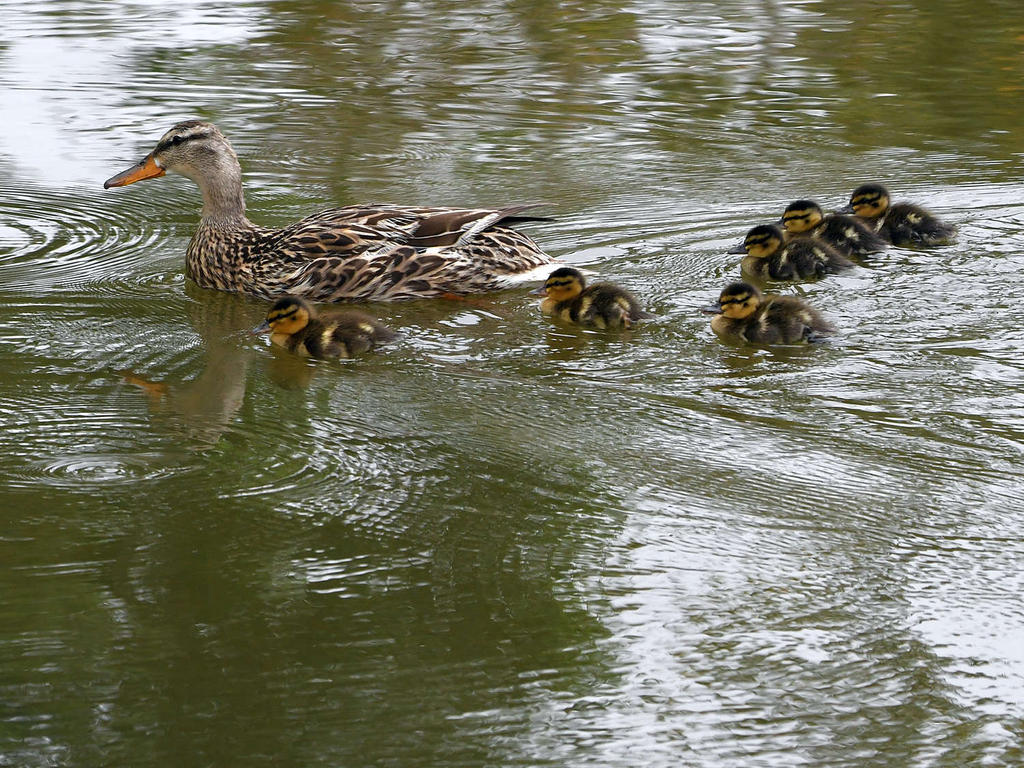 Ducklings2.jpg