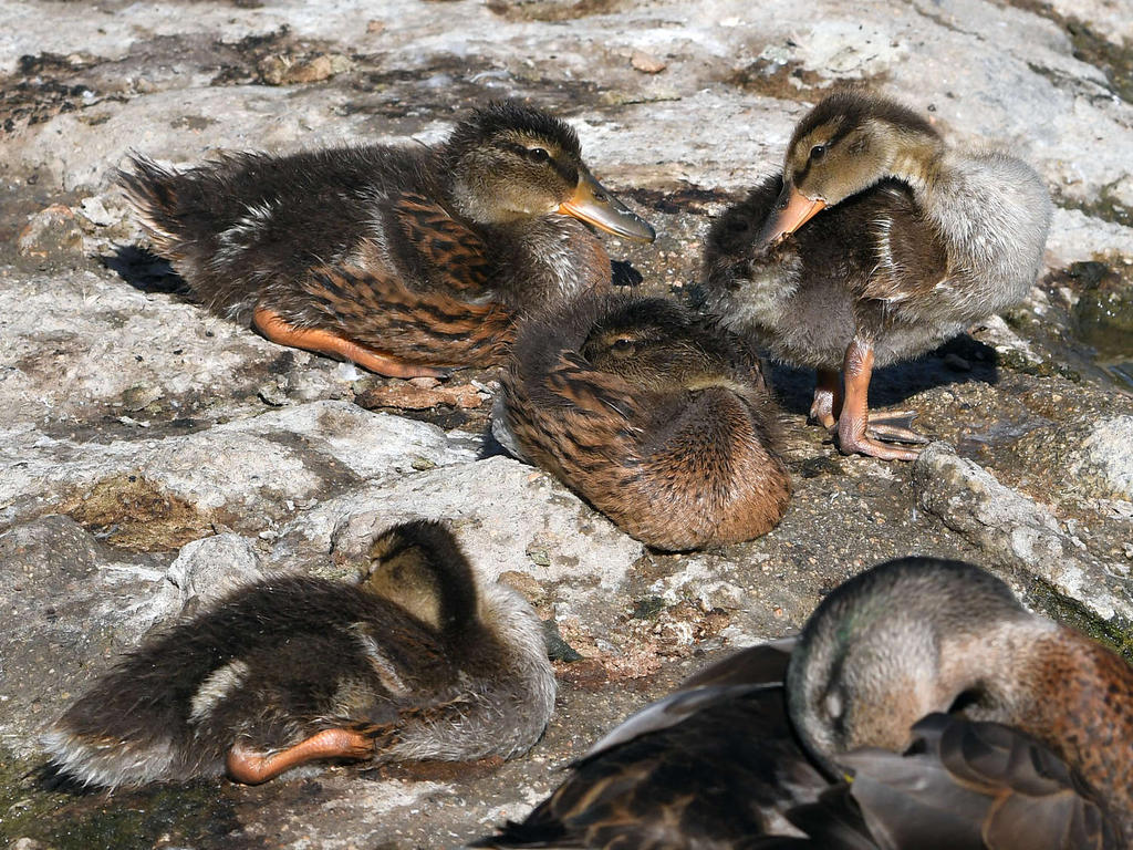 Ducklings2.jpg