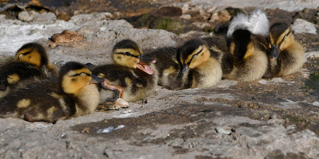 Ducklings3.jpg