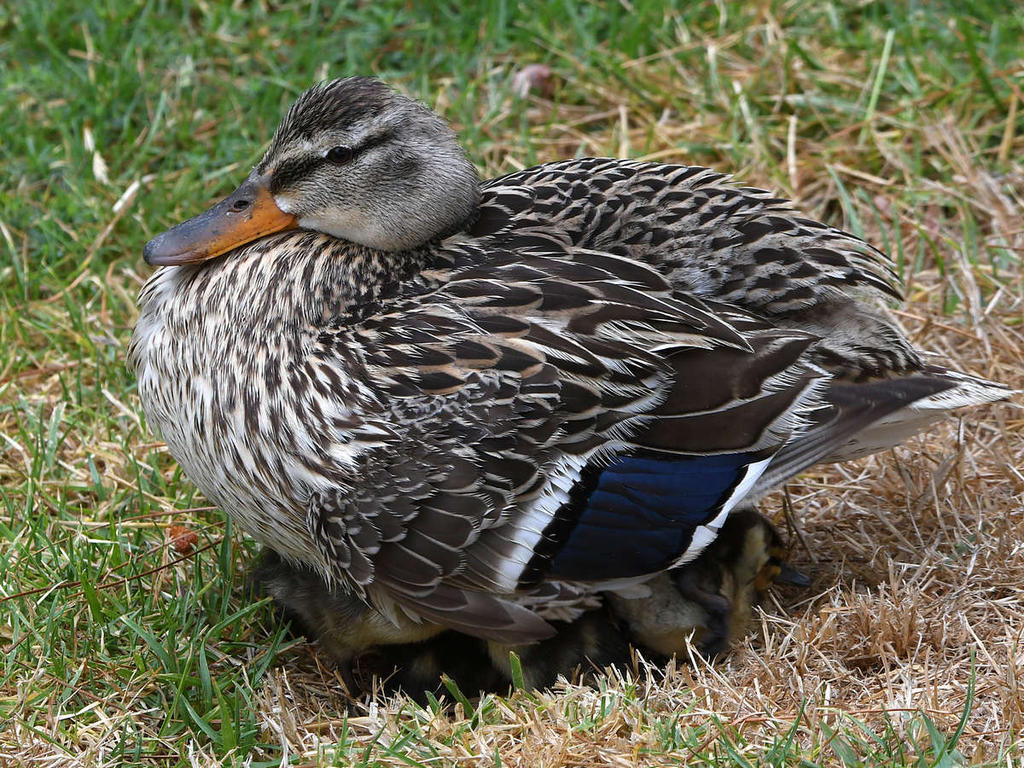 Ducklings3.jpg