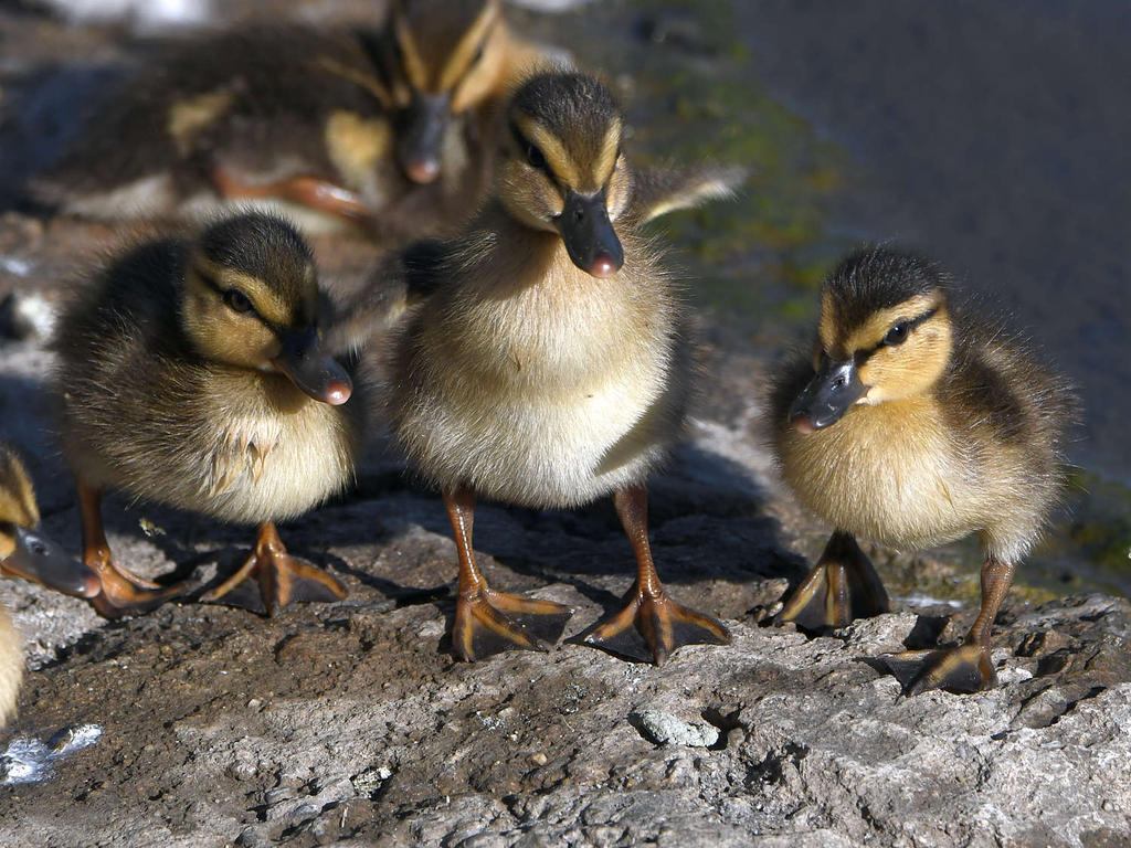 Ducklings5.jpg