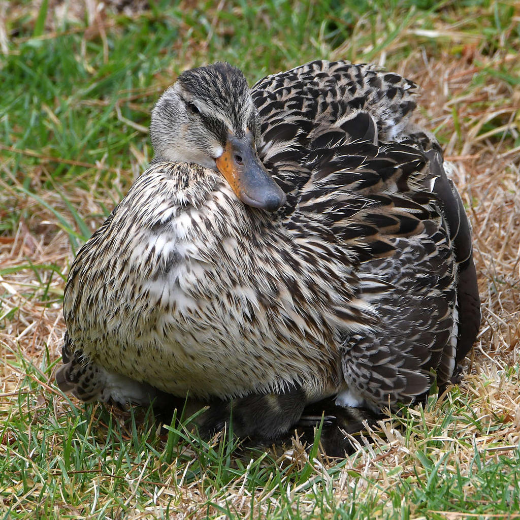 Ducklings5.jpg