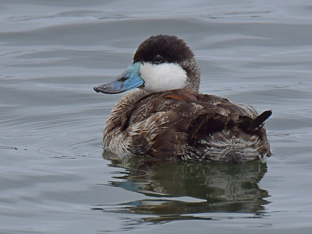 DuckRuddy2.jpg