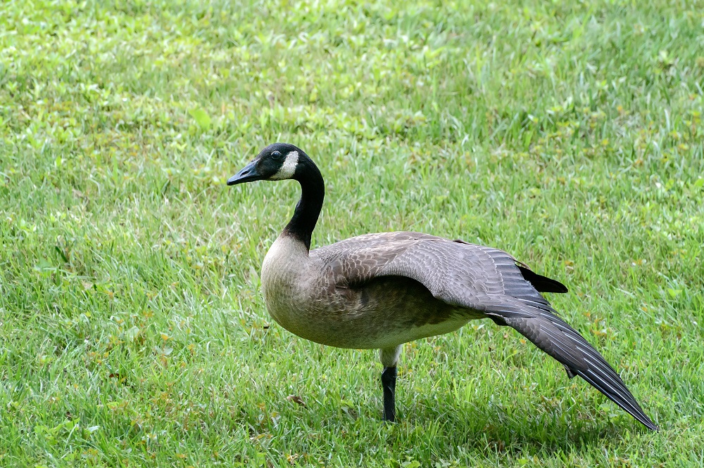 Ducks--2.jpg