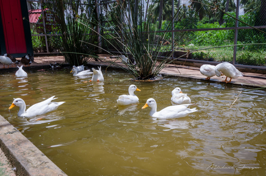 Ducks-2.jpg