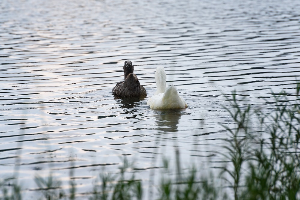 Ducks--3.jpg