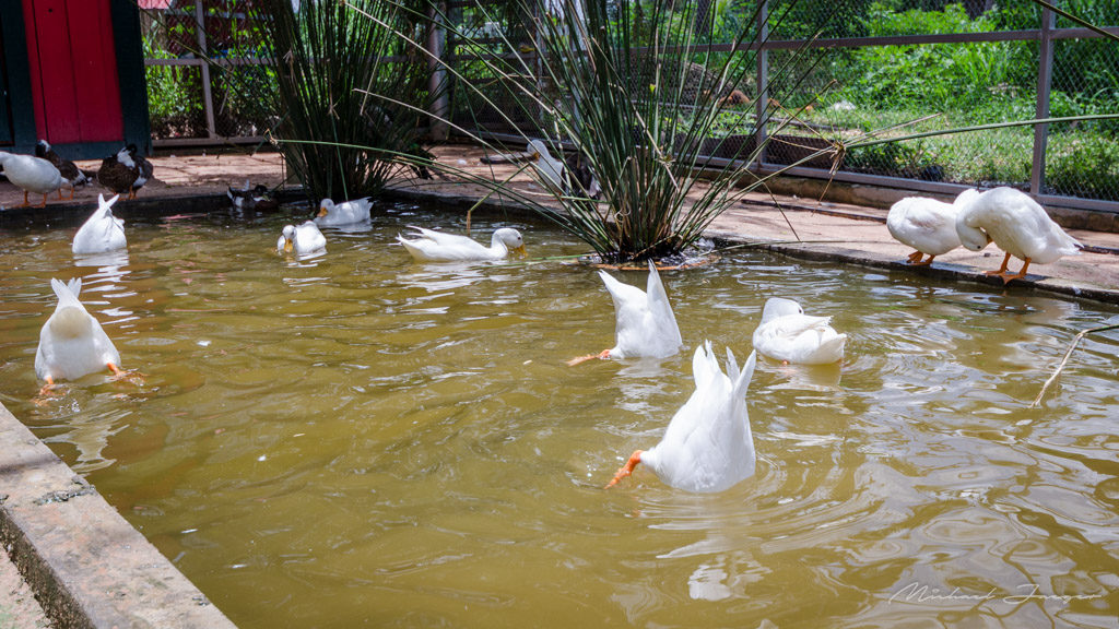 Ducks-3.jpg