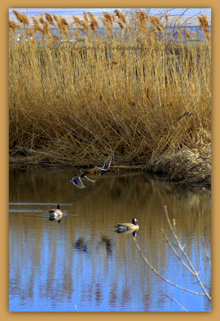 Ducks and Geese at the HAFB Pond 3-16-2016.jpg