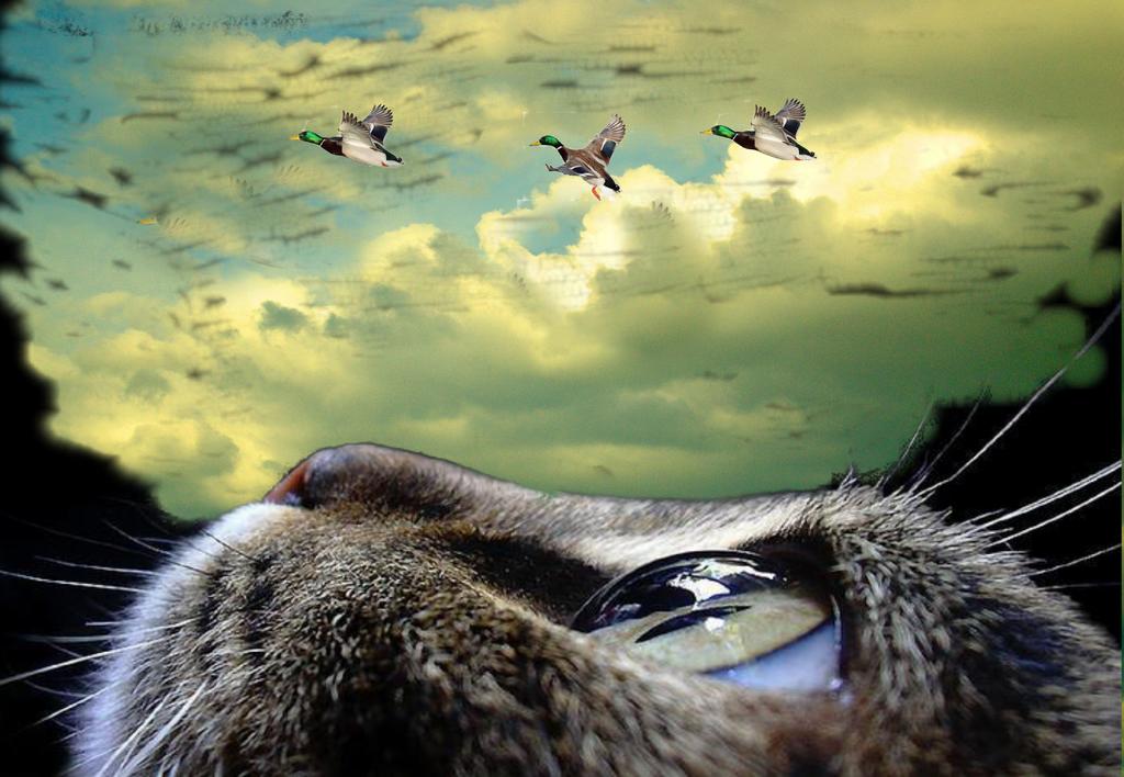 ducks in flight_pe2.jpg