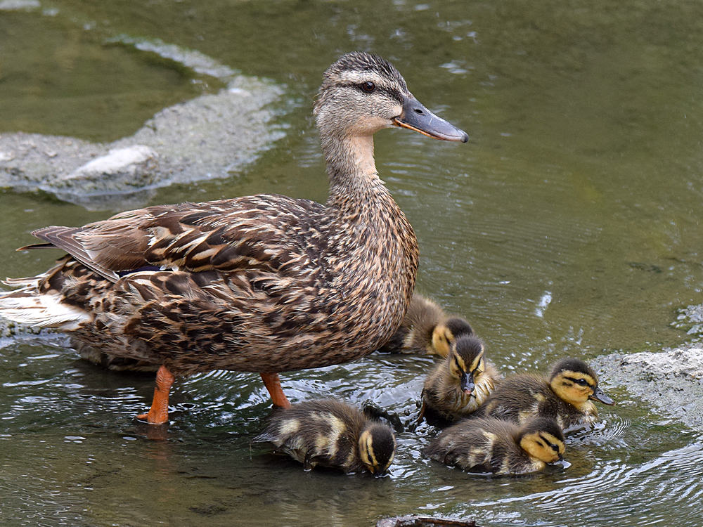 Ducks.jpg