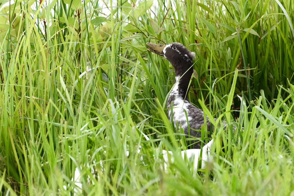 Ducks-.jpg