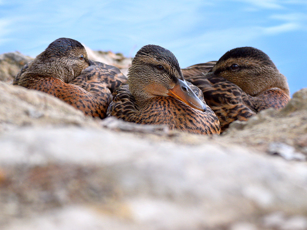 Ducks.jpg