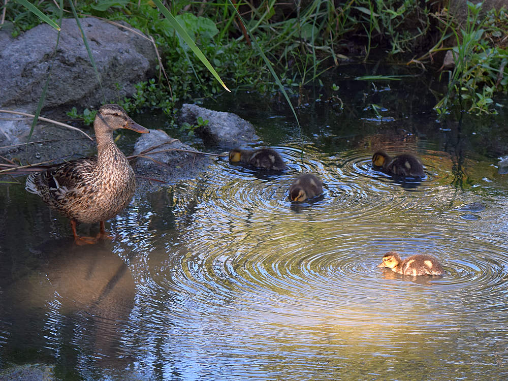 Ducks.jpg
