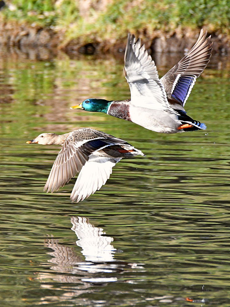 Ducks.jpg
