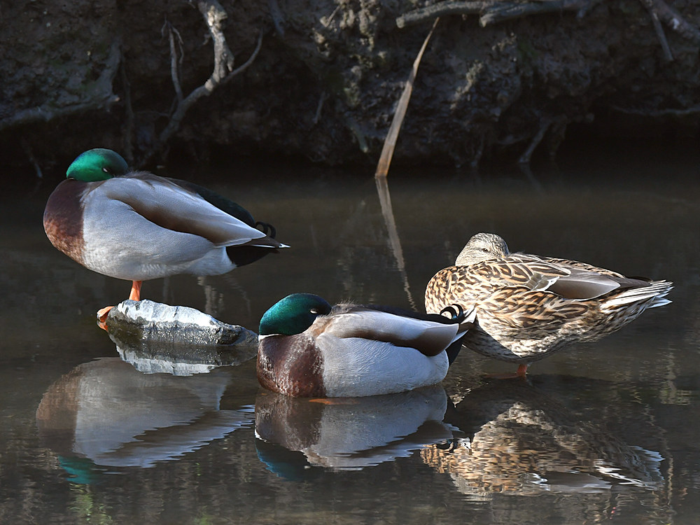 Ducks.jpg