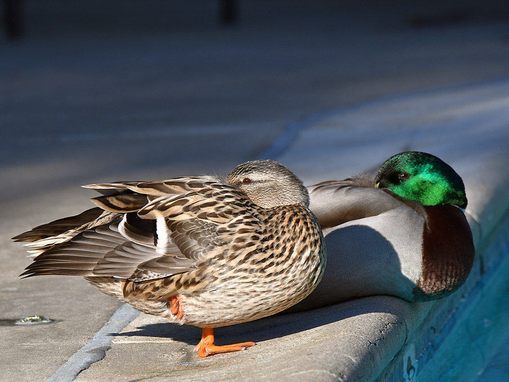Ducks.jpg