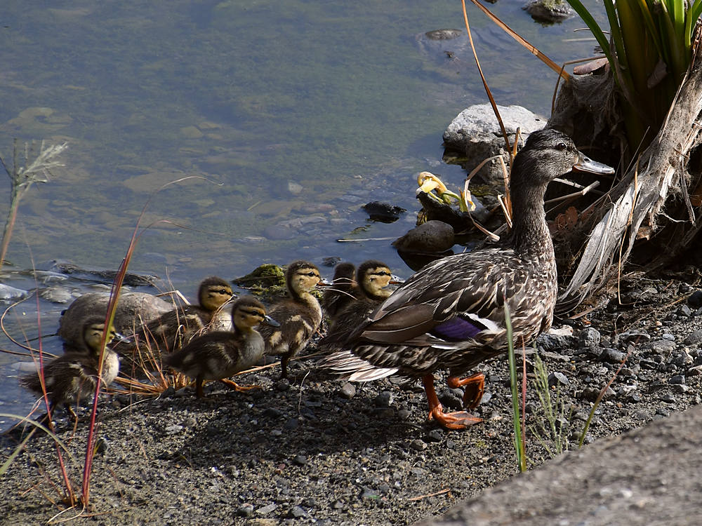 Ducks.jpg