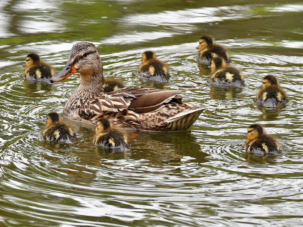 Ducks.jpg