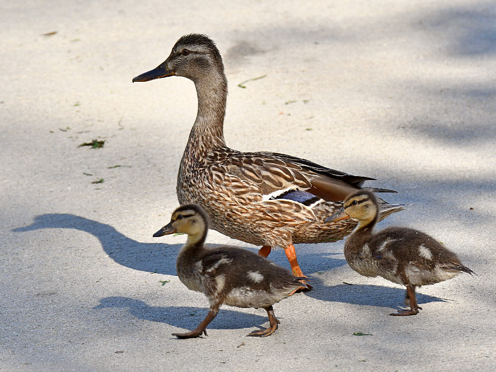 Ducks.jpg