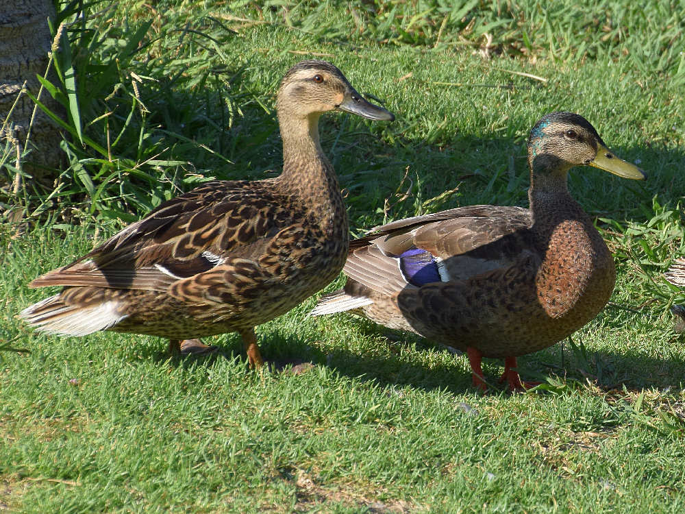 Ducks.jpg