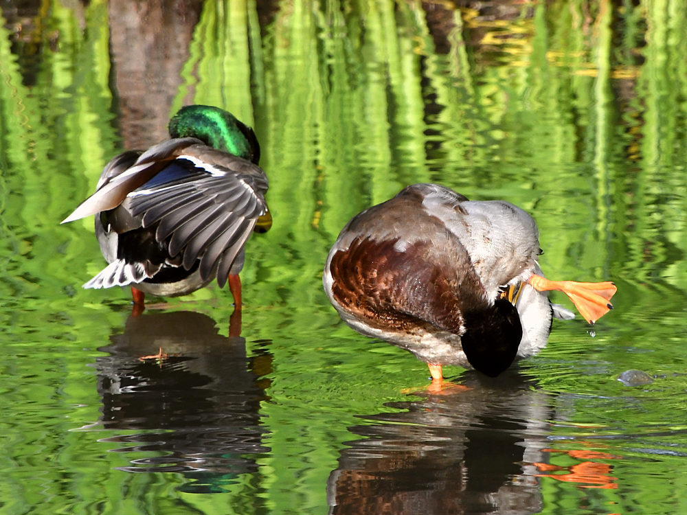 Ducks.jpg