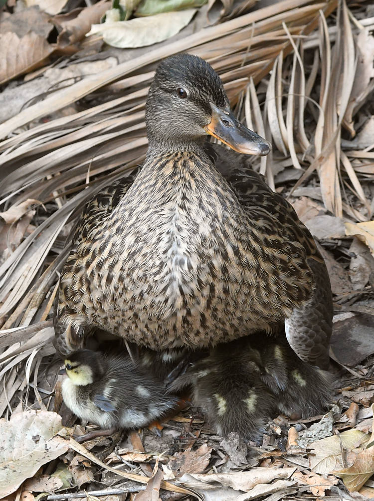 Ducks.jpg