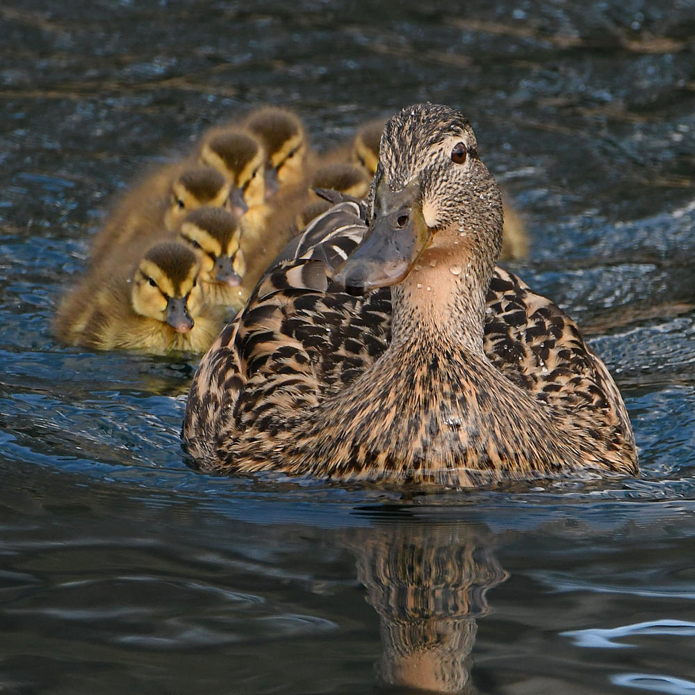 Ducks.jpg