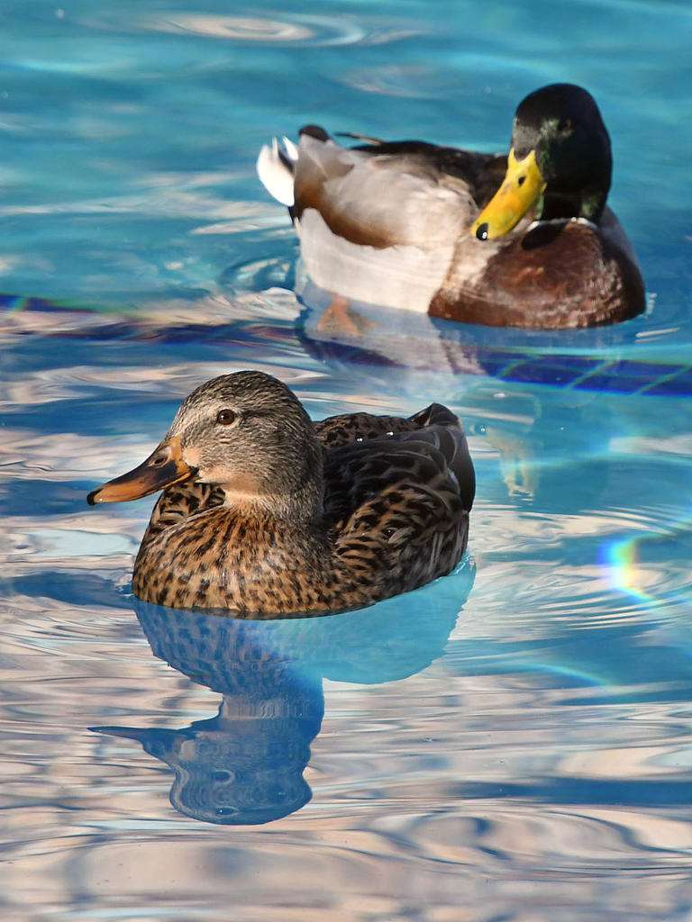 Ducks.jpg