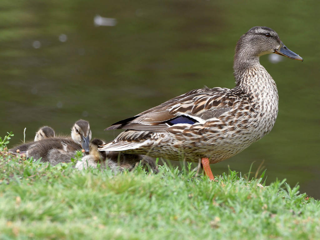 Ducks.jpg