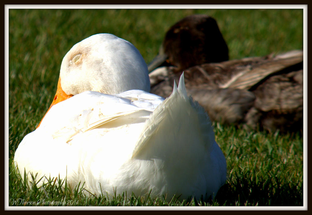 Ducks Napping Time.jpg