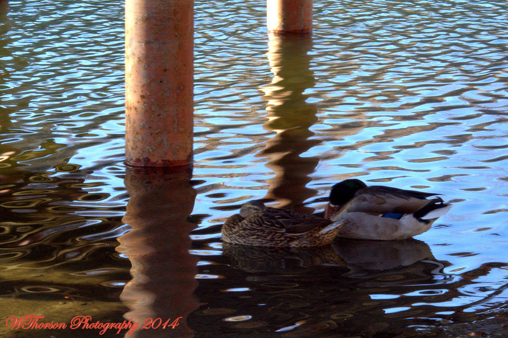 Ducks napping under the pier 2.jpg