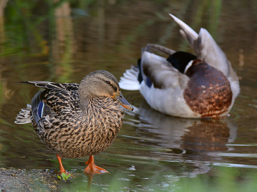 Ducks2.jpg