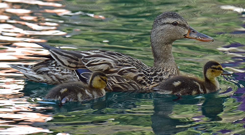 Ducks2.jpg