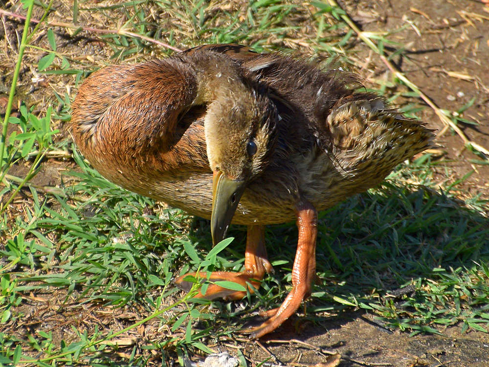 Ducks2.jpg