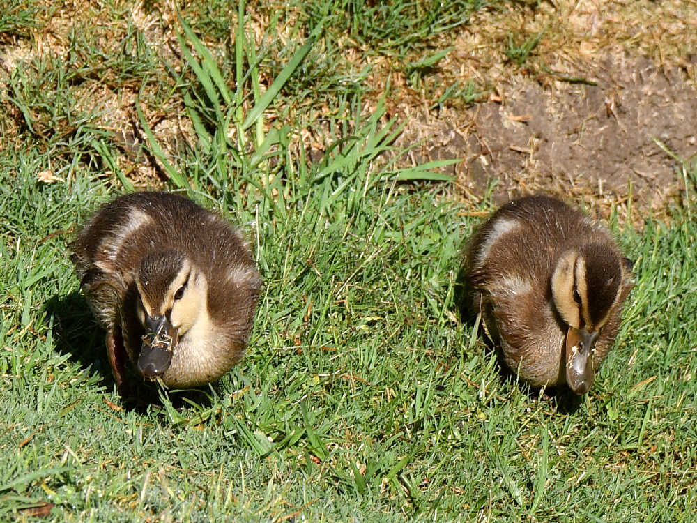 Ducks2.jpg