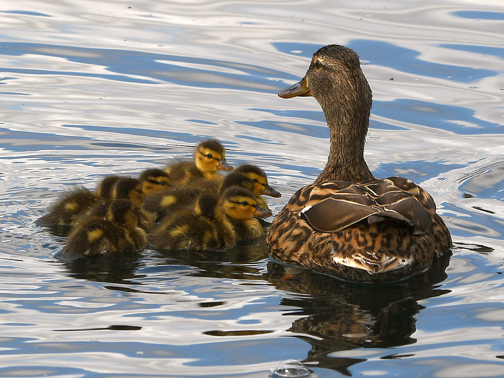 Ducks2.jpg