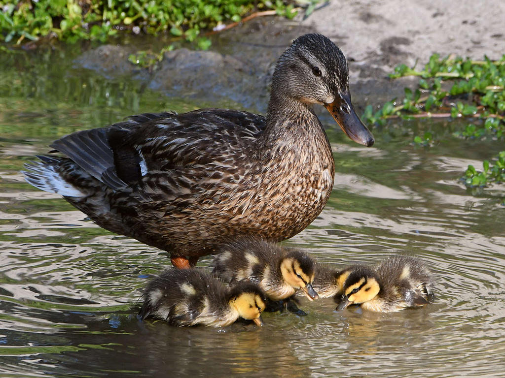 Ducks2.jpg