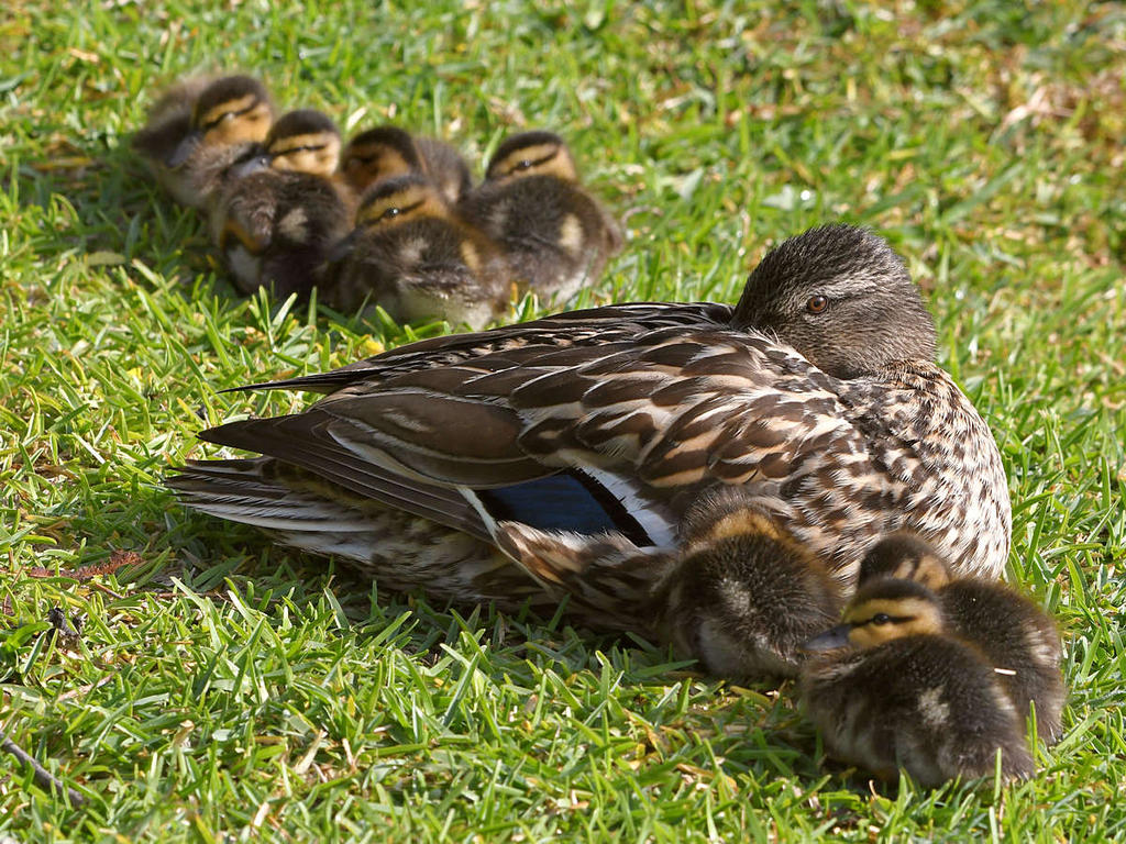 Ducks2.jpg