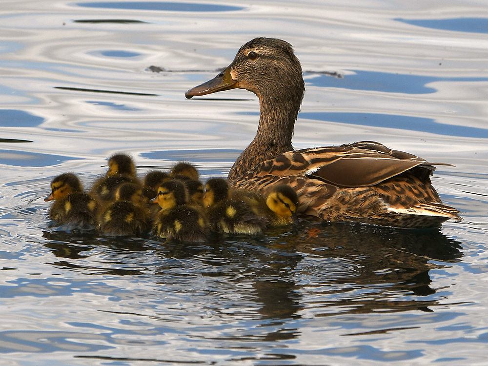 Ducks3.jpg