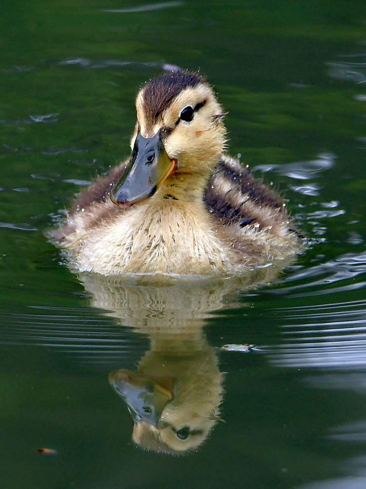 Ducks3.jpg
