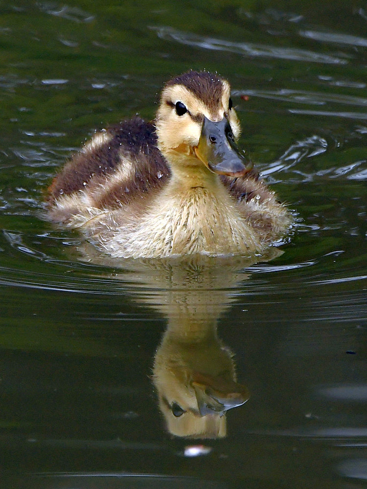 Ducks4.jpg