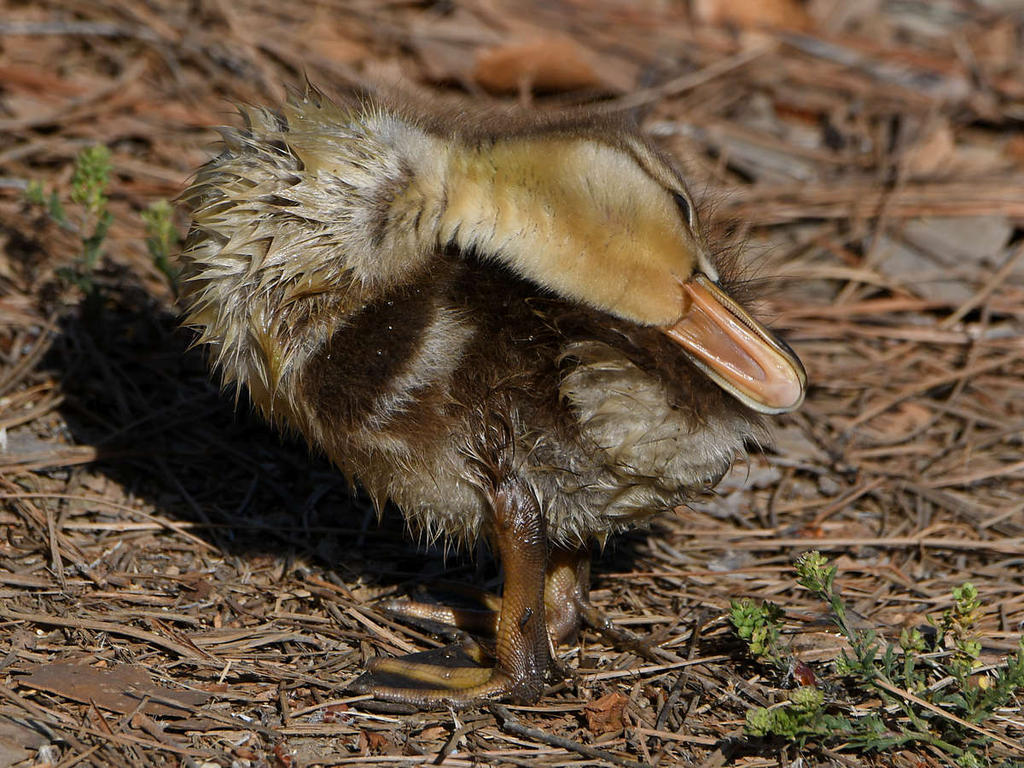 Ducks4.jpg