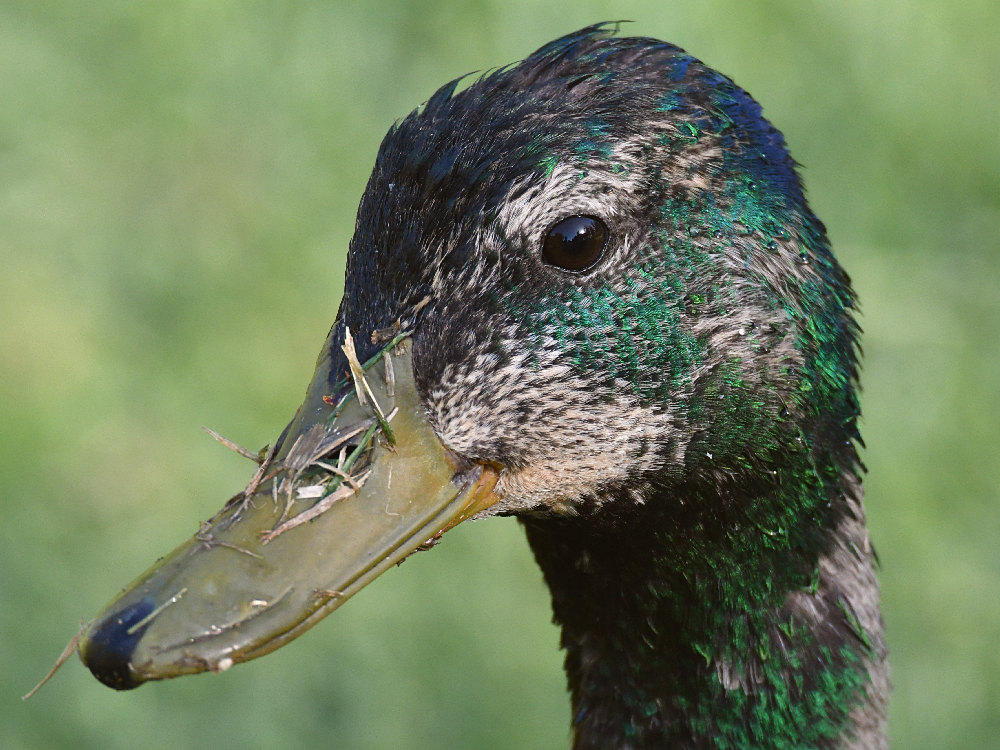Ducks5.jpg